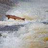 Salmon jumps over a water fall in a racing river.