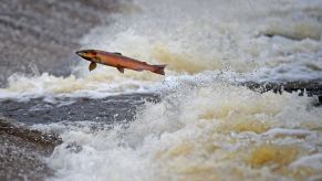 Salmon jumps over a water fall in a racing river.
