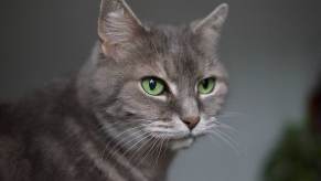 The face of a gray house cat with green eyes.