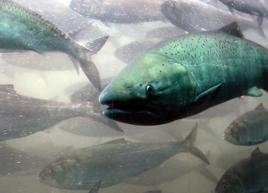 A school of salmon swimming under water in an Oregon river