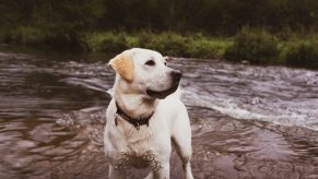 Search and rescue dog standing in a stream.