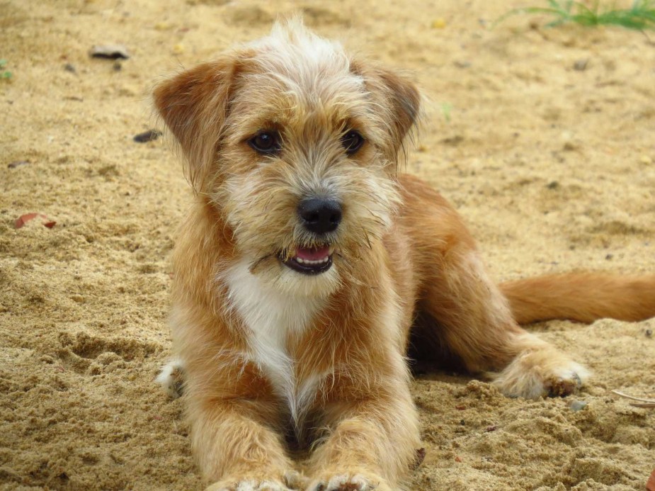 Terrier dog sitting on the sand.