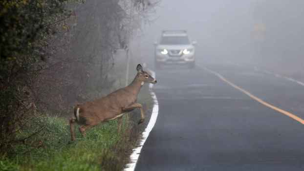 A deer shown lifting a foreleg to walk onto a misty paved road with a white SUV approaching from the background