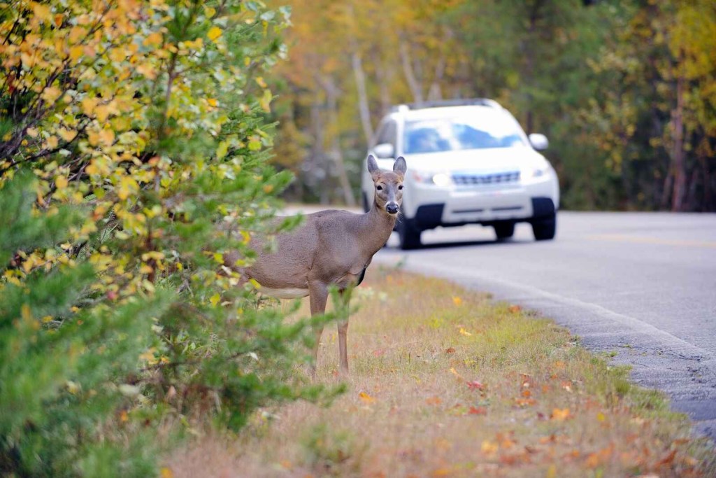 A deer looks down a paved road from the grassy tree-lined embankment as a white SUV approaches