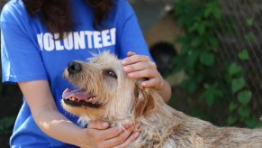 A woman wearing a blue shirt with "volunteer" printed in white lettering pets a light brown smiling dog