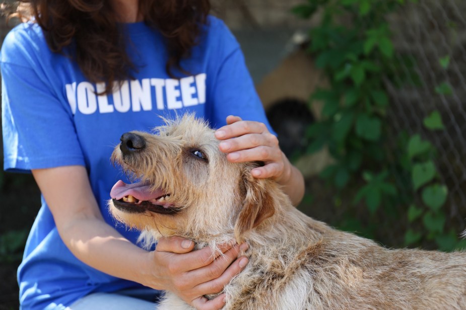 A woman wearing a blue shirt with "volunteer" printed in white lettering pets a light brown smiling dog