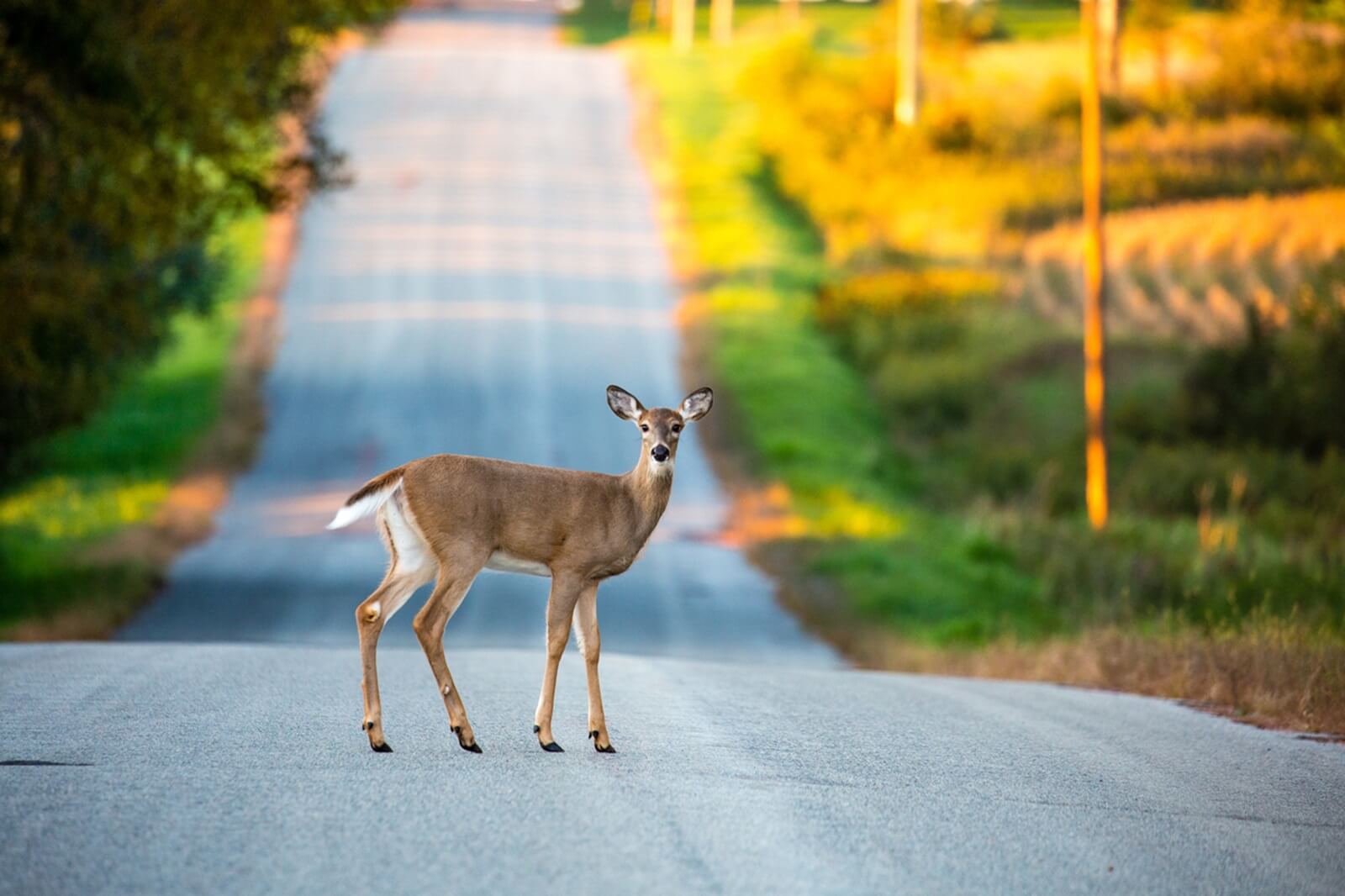 Hitting a deer like this one in the road would require a call to a car insurance provider. 
