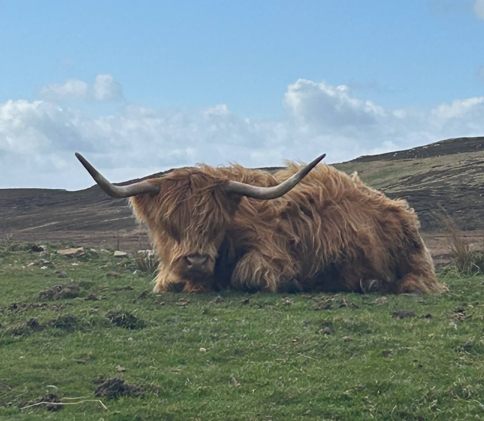 A Highland Coo next to the road in Scotland.