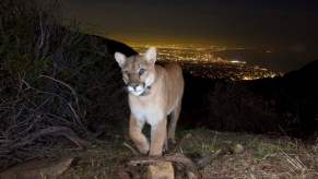 Mountain Lion trapped in Los Angeles will soon have access to a wildlife crossing bridge over the 101