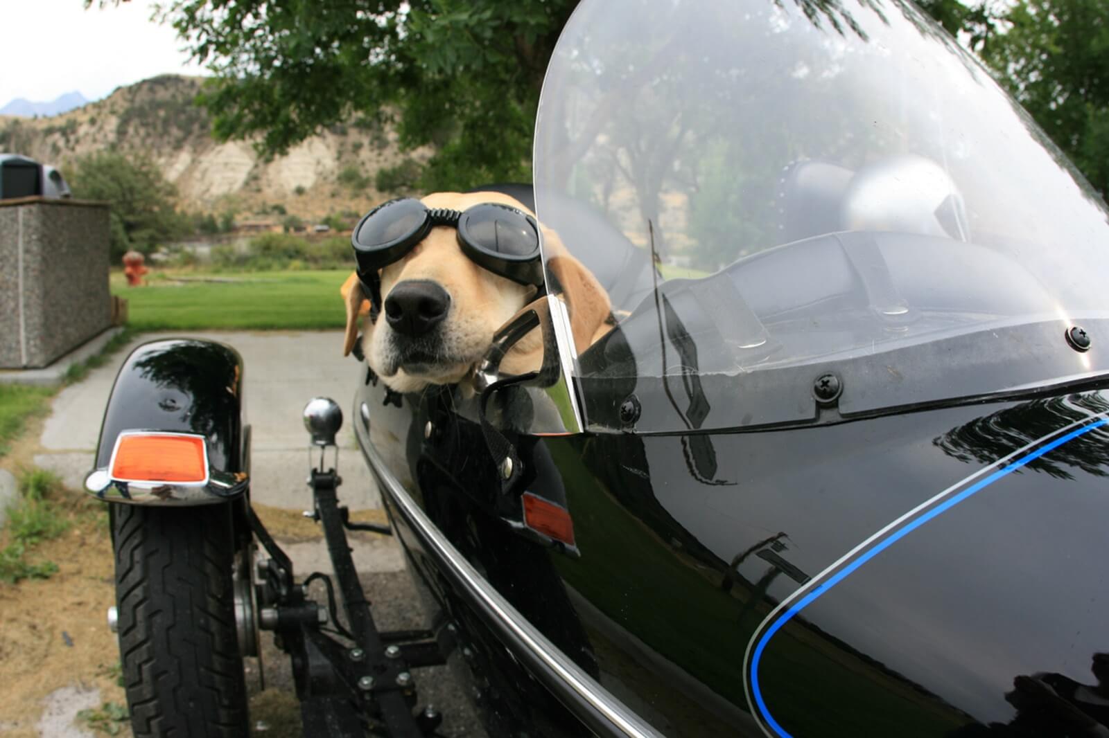 A dog looks content in a sidecar connected to a motorcycle. 