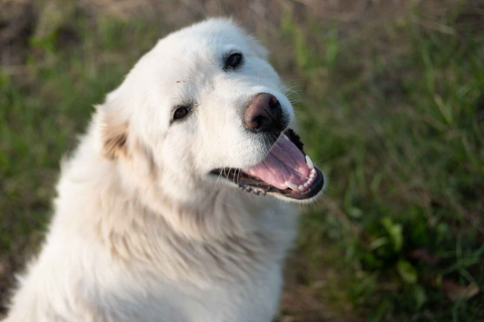 A Great Pyrenees dog shown in close view sitting looking back at the camera smiling