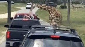 A giraffe lifting a child from the back of a pickup truck