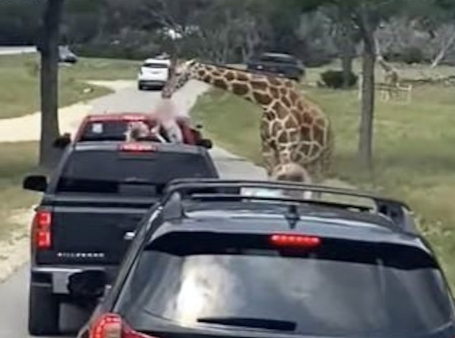 A giraffe lifting a child from the back of a pickup truck