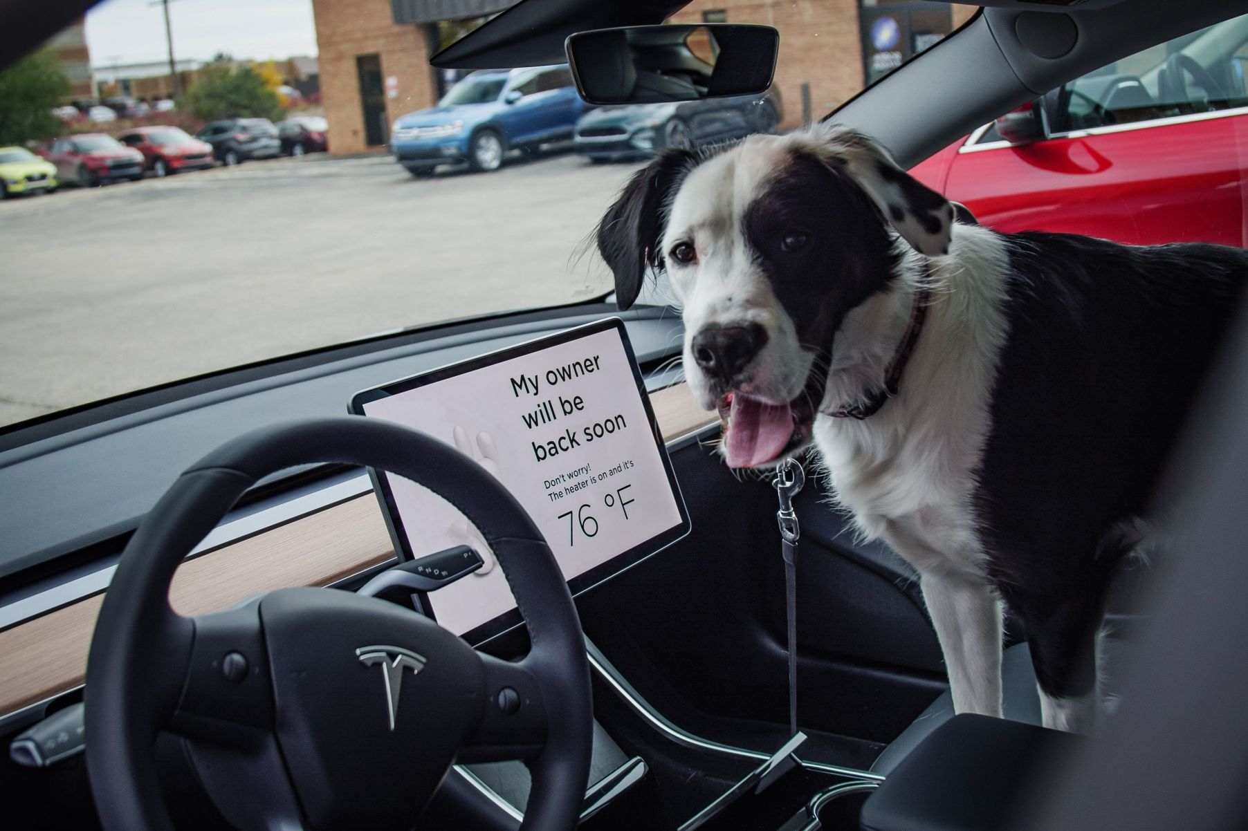 Tesla Dog Mode Malfunctions Make Life Ruff for Owners and Dogs