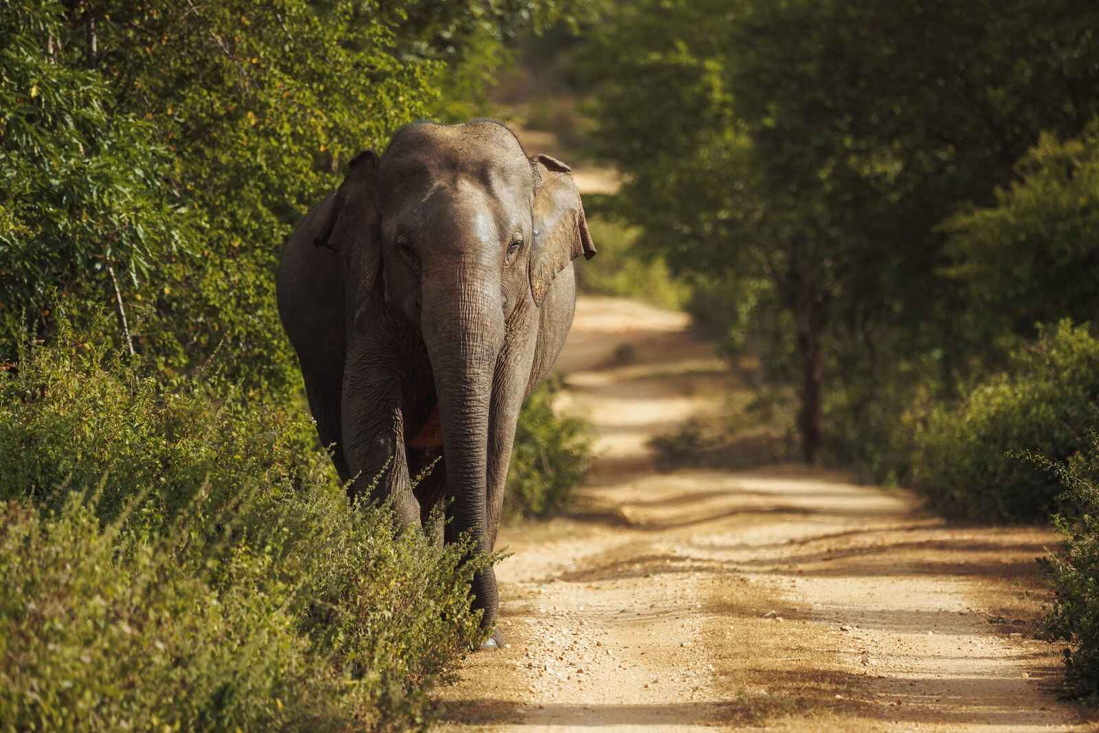 An elephant standing to the left side of a dirt road facing viewer