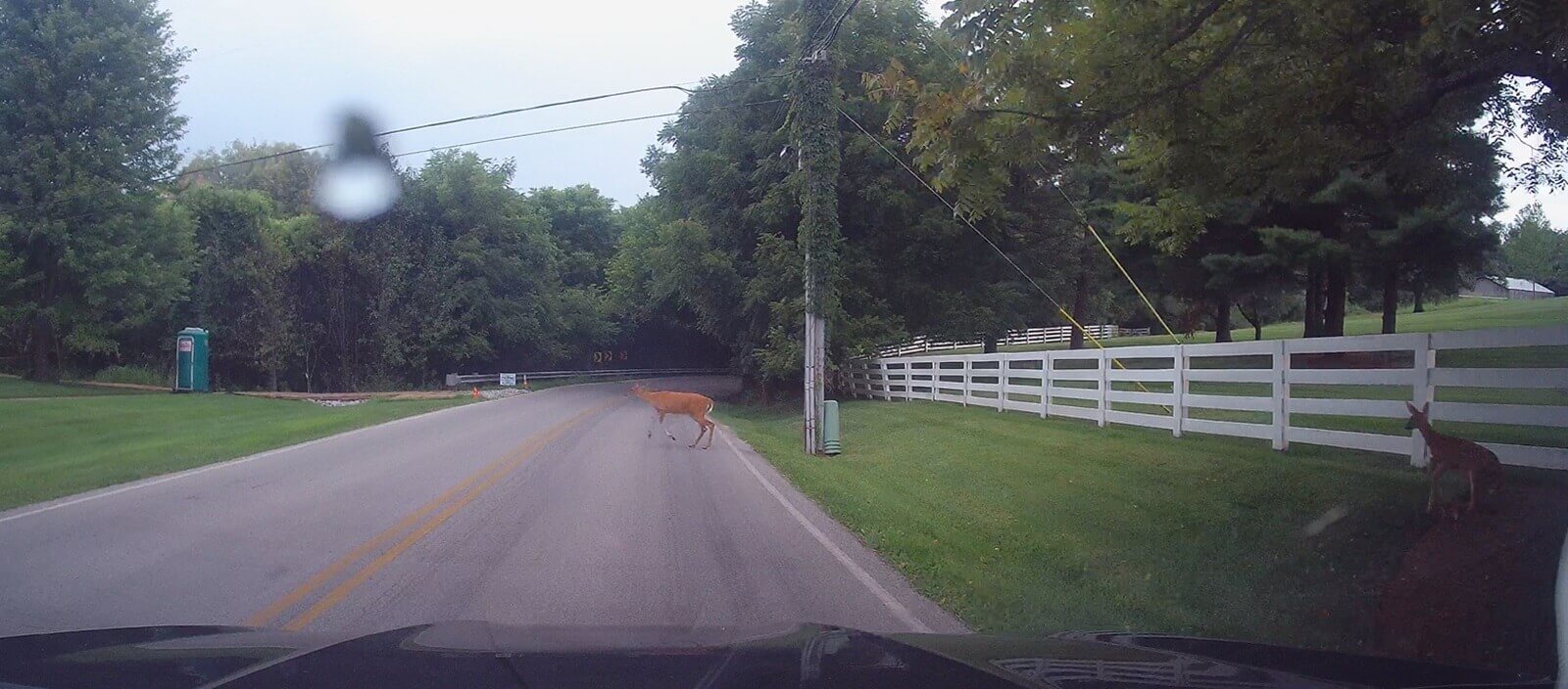 My dash cam captures deer in the road outside of Louisville, Kentucky.
