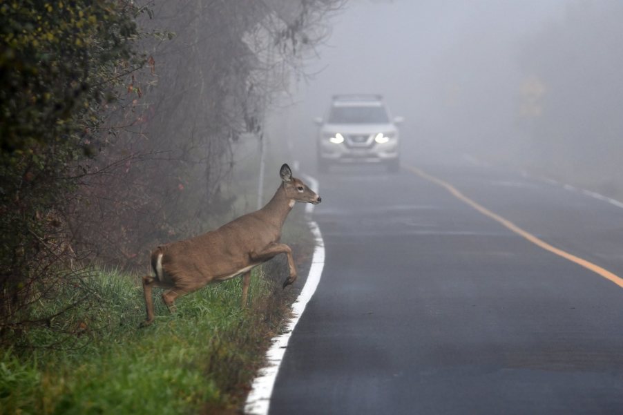 A whitetail deer jumps across a road, in front of an oncoming car