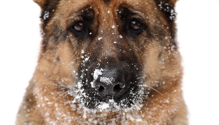 The face of a German Shepherd dog with snow on its nose.