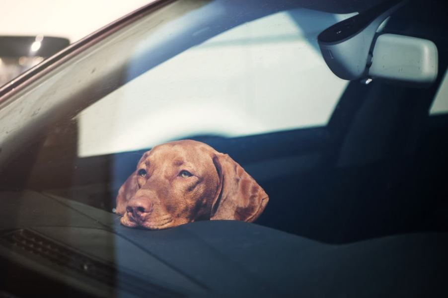 A sad dog in a car left without air or water could be in danger, per the Humane Society.