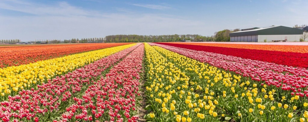 Tulips in the Netherlands outside of Amsterdam.