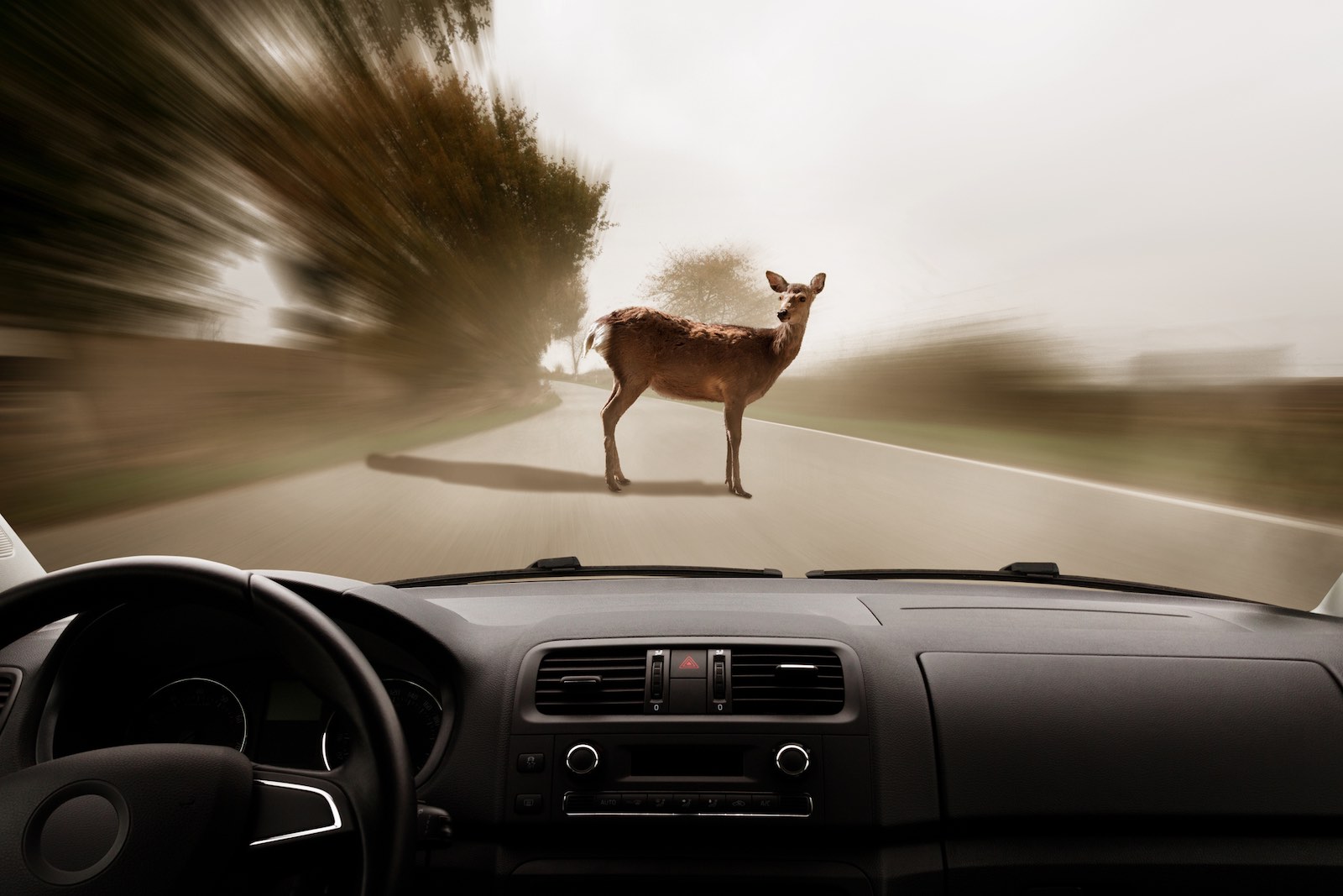 View through a car's windshield as it drives toward a deer standing in the middle of the road.