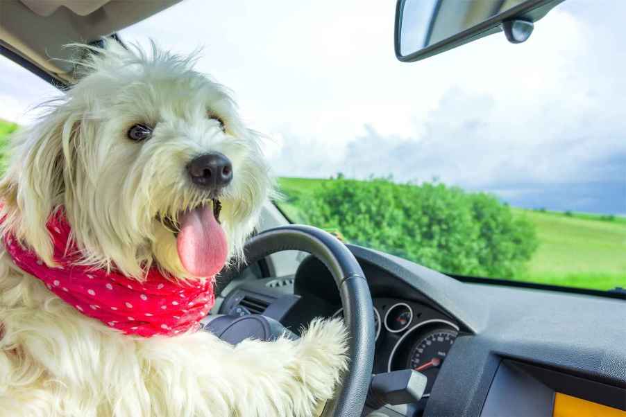 A white furry dog sitting in the driver's seat of a car with paws on steering wheel in 2012 the SPCA trained three dogs to drive a car