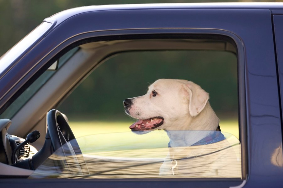 White dog sitting in the front seat of a black truck, behind the steering wheel