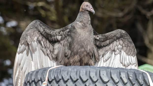 The real angry birds: New Jersey turkey vultures wreaking havoc on cars