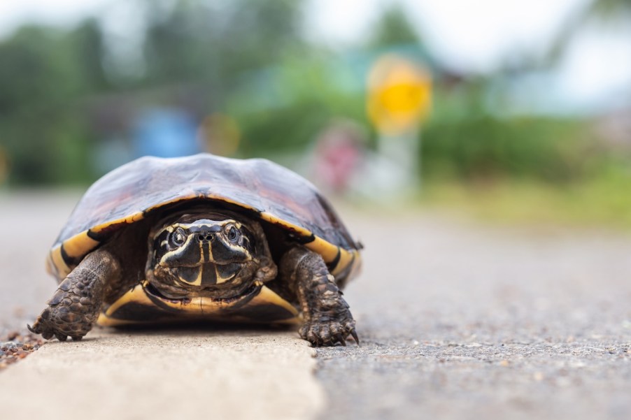 Turtle on the lines on a road, green plants visible in the background