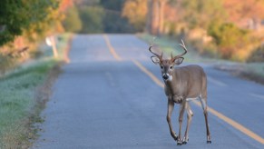 A deer crossing the street