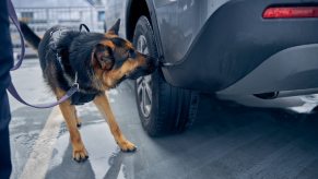 Drug dog at a police checkpoint.