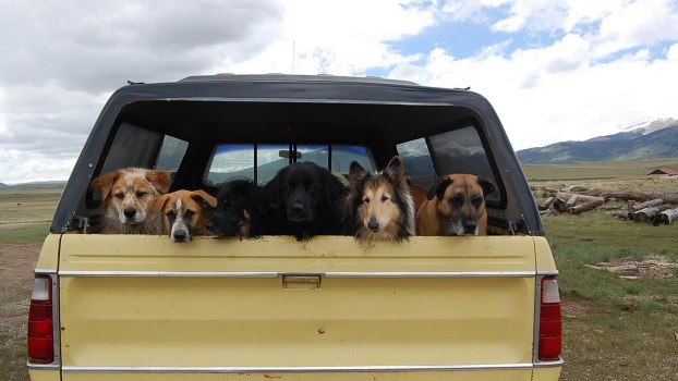 Several dogs in the back of a truck