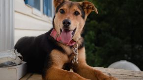 Brown and black dog sitting on the porch of a house.