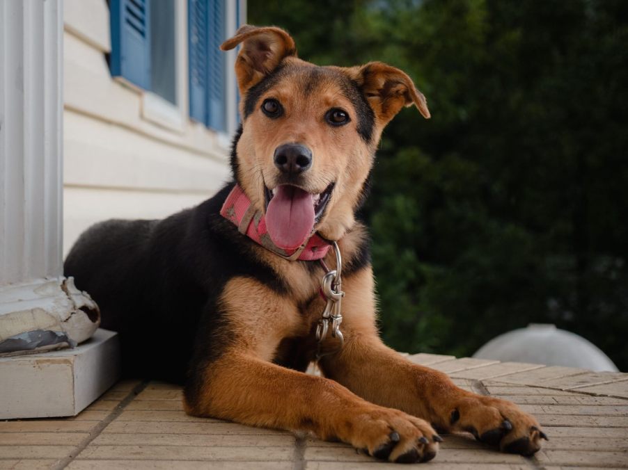 Brown and black dog sitting on the porch of a house.