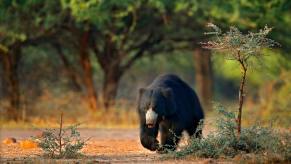 Sloth bear walking along a roadside in India, trees visible in the background.