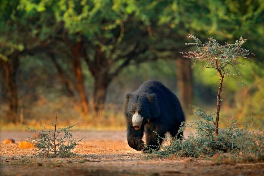 Sloth bear walking along a roadside in India, trees visible in the background.