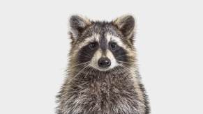 A raccoon like the one that dropped out of a ceiling at a Spirit Airlines terminal in LaGuardia.