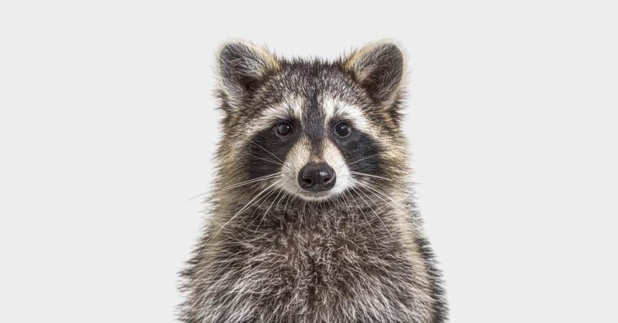 A raccoon like the one that dropped out of a ceiling at a Spirit Airlines terminal in LaGuardia.