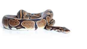 A ball python snake curled up on a white background