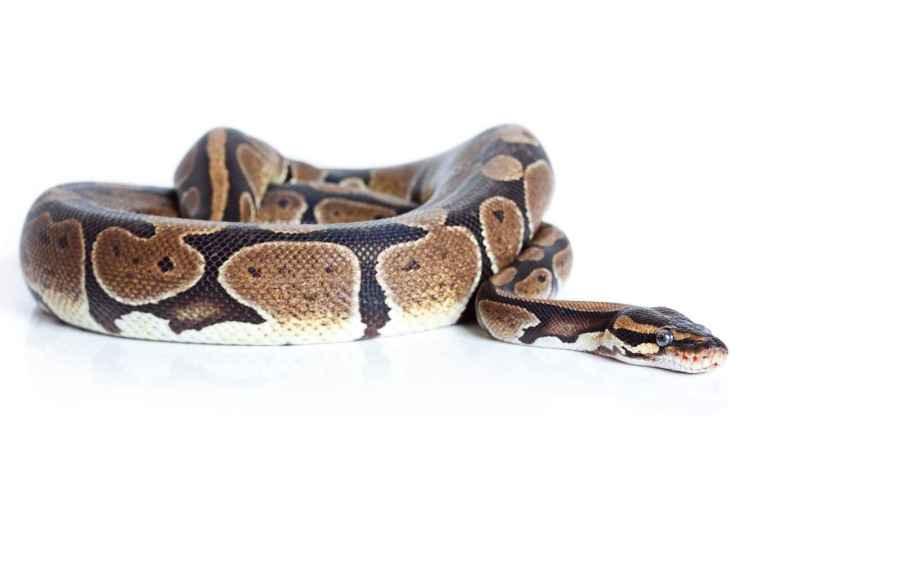 A ball python snake curled up on a white background
