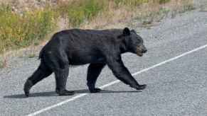 A black bear crossing a paved road heading to right frame