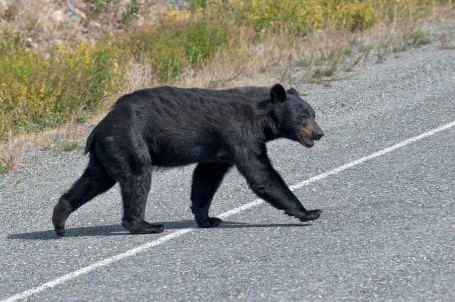A black bear crossing a paved road heading to right frame
