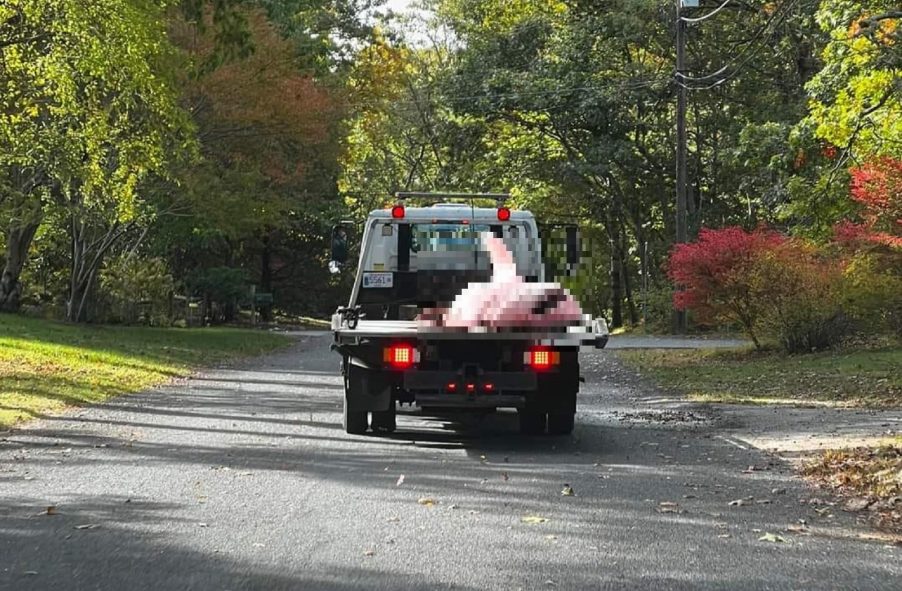 Tow truck hauls away a dead great white shark from a Cape Cod beach