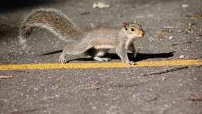 A grey squirrel crossing the road in close right profile view