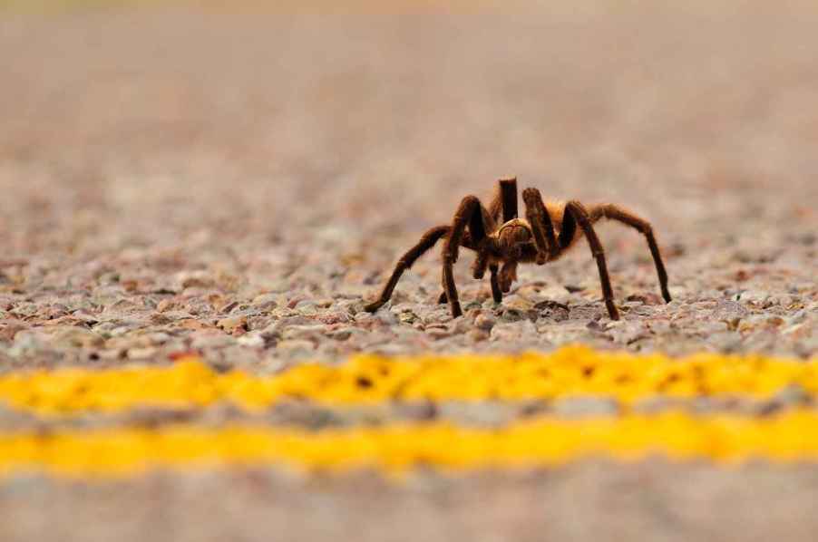 A tarantula crossing a road with double yellow lines in close view