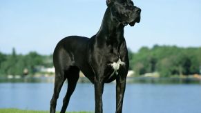A Great Dane support animal stands on the grass.