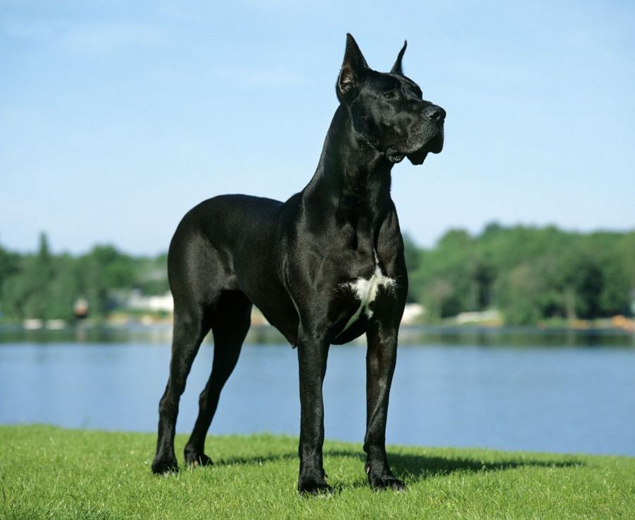 A Great Dane support animal stands on the grass.