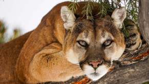 A mountain lion like this is susceptible to vehicle strikes.