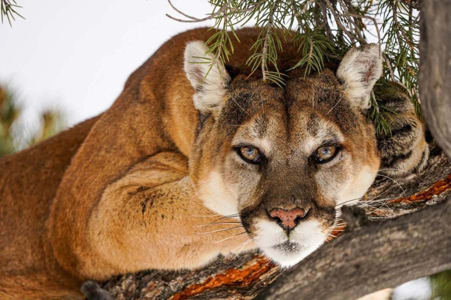 A mountain lion like this is susceptible to vehicle strikes.