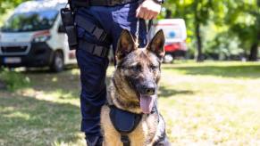 Police dog on a leash standing in front of a K9 unit police officer.